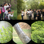 Kiikarit - ammattitason lintubongauskiikarit 8x32/8x42/10x42 IPX7 vedenpitävät