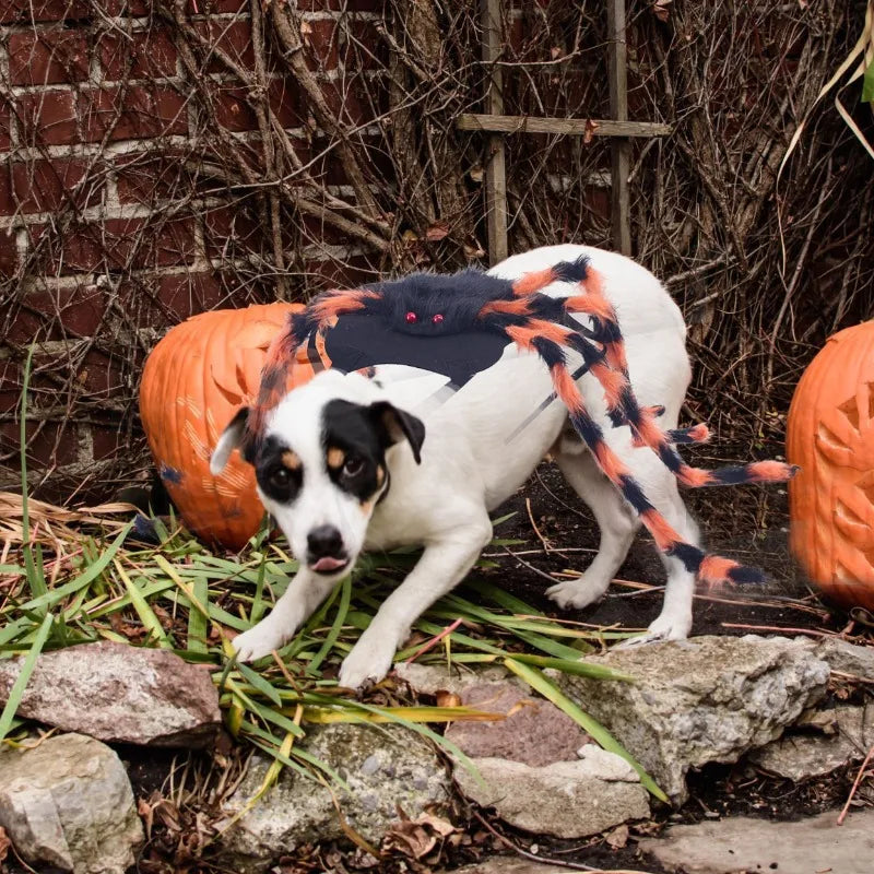 Halloween kostym för hund & katt – Rolig spindeldräkt för små & medelstora husdjur