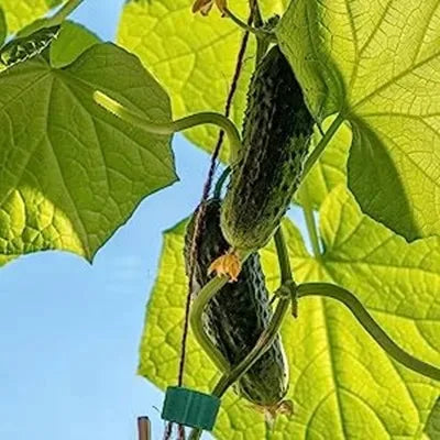 Justerbara växtband med kardborre – 5–120 m återanvändbara växtstöd