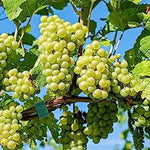 Justerbara växtband med kardborre – 5–120 m återanvändbara växtstöd