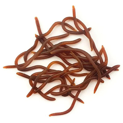 Mjuka beten – röda maskar med doft för fisk