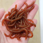 Mjuka beten – röda maskar med doft för fisk