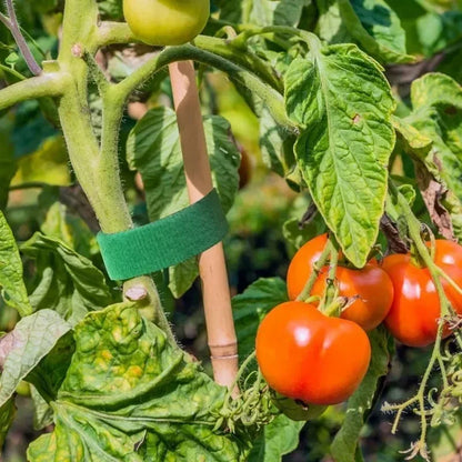 Justerbara växtband med kardborre – 5–120 m återanvändbara växtstöd