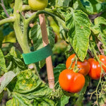 Justerbara växtband med kardborre – 5–120 m återanvändbara växtstöd