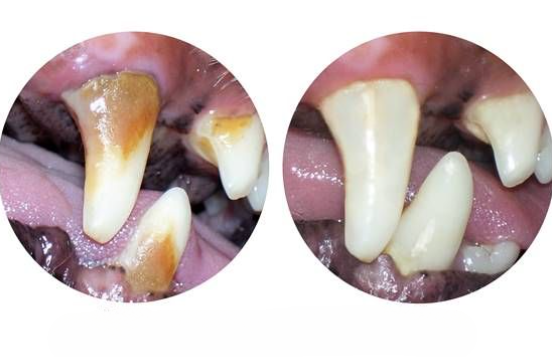 TandFix – tehokasta hampaidenpuhdistusta kotona sekä koirille että kissoille