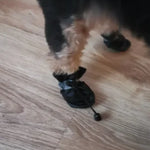 Vattentäta hundskor – 4-pack