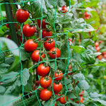 Klätternät för Växter